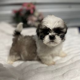 AKC Peachy - Tricolor female Shih Tzu puppy in Elgin, South Carolina from Silver Bells Paw Prints