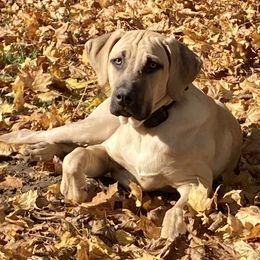 Bo - Black Mouth Cur