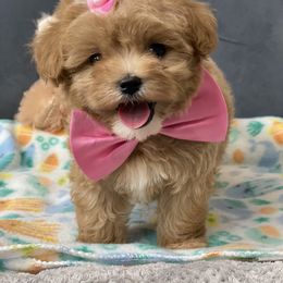 Cavapoo, Maltipoo, and Poodle Puppies from McCraws N Paws