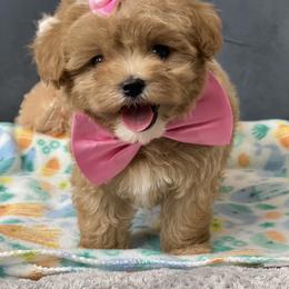 Cavapoo, Maltipoo, and Poodle Puppies from McCraws N Paws
