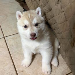 Girl 2 - Red and white female Siberian Husky puppy in Loudon, Tennessee from Kristari Siberians