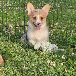 Scamp - Blue merle and white male American Corgi puppy in Dunbar, Nebraska from Vintage Corgis