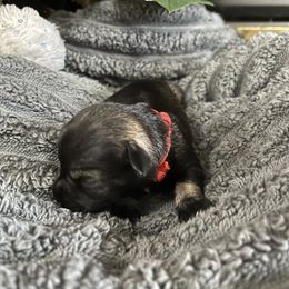 Stella - Salt and pepper female Miniature Schnauzer puppy in Dawson, Georgia from Faith Farm Miniature Schnauzers