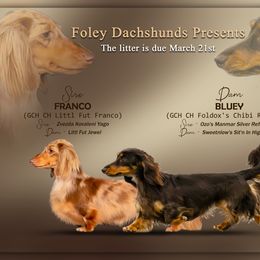 Dachshund puppies from Foley Dachshunds