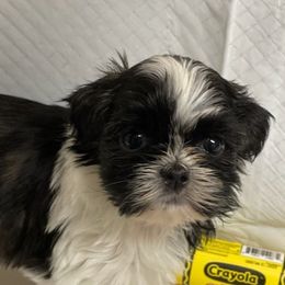 Shih Tzus from Kendra Waters's Shih Tzus