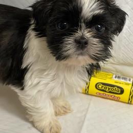 Shih Tzus from Kendra Waters's Shih Tzus