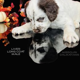 Dalmatian Puppies from Missouri Dalmatians