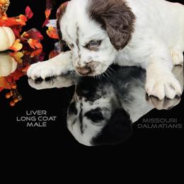 Dalmatian Puppies from Missouri Dalmatians