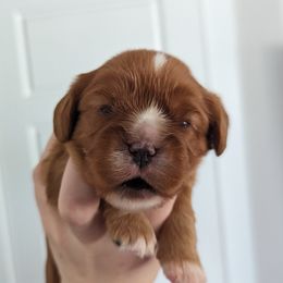Boy 1 - Cavalier King Charles Spaniel puppy in Layton, Utah from Shakespeare's Cavaliers