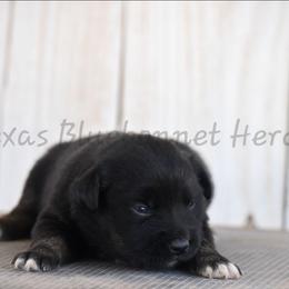 Girl 3 - Black tri-color female Australian Shepherd puppy in Lubbock, Texas from Texas Bluebonnet Herders