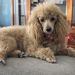 Love - Poodle