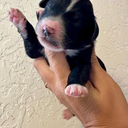 Lu's girl 1 - Black and white female Bernedoodle puppy in Marlow, Oklahoma from Crider’s Critters