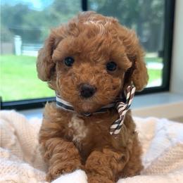 Toffee - Red male Maltipoo puppy in Spring, Texas from GlamPaw Maltipoos