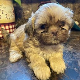 Shih Tzus from Country Time Shihtzu