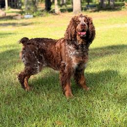 Basil - English Springer Spaniel