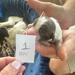 Puppy Boy 1 - Liver and white male English Springer Spaniel puppy in Lynchburg, Virginia from Southern Springers