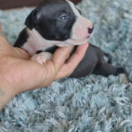 Rita - White and black female Italian Greyhound puppy in Lancaster, Texas from Lopez G Kennel