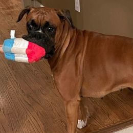 Boxers from Capstone Boxers