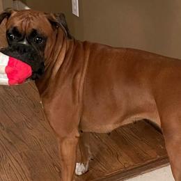 Boxers from Capstone Boxers