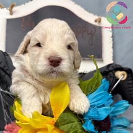 Hushpuppy - Caramel cream male Labradoodle puppy in Bowman, Georgia from Companion Creek Farm
