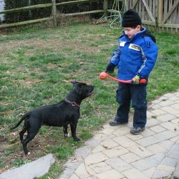 Staffordshire Bull Terriers from Moonstruck Staffords