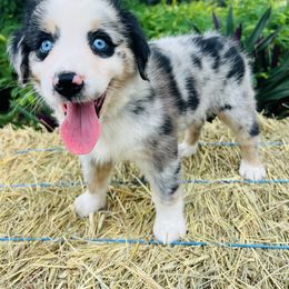 Elide - Blue merle female Australian Shepherd puppy in Ocala, Florida from Udder Chaos Ranch