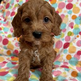 Glory - Red female Cockapoo puppy in Roseville, California from Darby Park Doodles