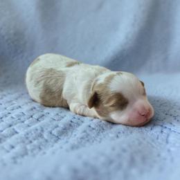 Oscar - Blenheim male Cavapoo puppy in Caldwell, Idaho from Terrace Cav's
