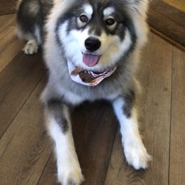 Siberian Husky Puppies from Hill Top Huskies