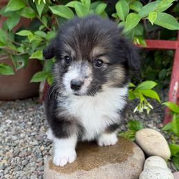 Danish - Black and tan female Pembroke Welsh Corgi puppy in Bakersfield, California from Kern River Corgis