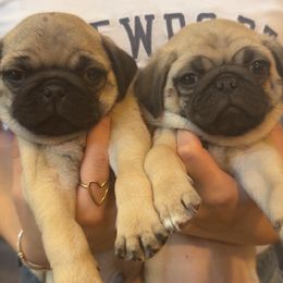 Pug puppies from Eva's Pugs