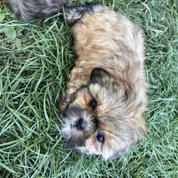 Pup 1 - Sable male Shih Tzu puppy in Clifton Springs, New York from Whispering Winds Charmed Hollow