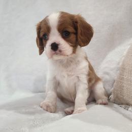 Toffee - Blenheim male Cavalier King Charles Spaniel puppy in Broxton, Georgia from King of the Hill Cavaliers
