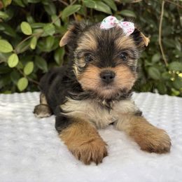 Royal sweet Jullie - Blue tan and white female Biewer Terrier puppy in Bunnell, Florida from Royal Biewer and Royal Aussies