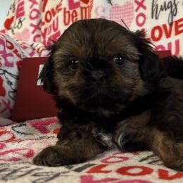 Girl 2 - Shih Tzu puppy from Mending Hearts Shih Tzu's