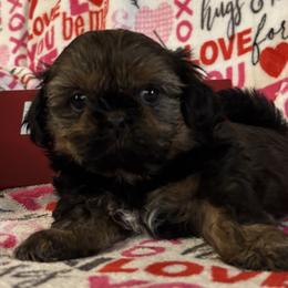 Girl 2 - Shih Tzu puppy from Mending Hearts Shih Tzu's