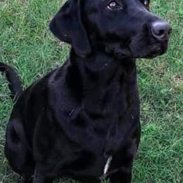 Dilute Retrievers and Labrador Retrievers from TLS Retrievers