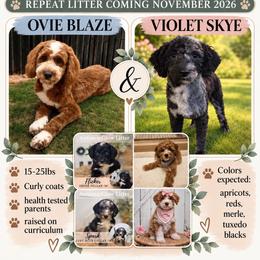 Deposit spot 1 - Black male Goldendoodle puppy in Watertown, New York from True Friend Doodles