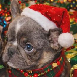 Herman (Runt of the Litter) - Blue male French Bulldog puppy in Redlands, California from You Winnie Some (Winnie's Blues & Lilacs)