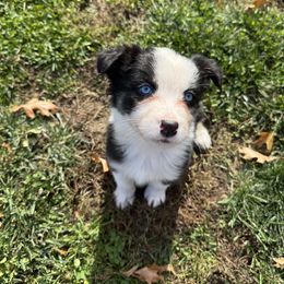 Salem - Black tri-color female Australian Shepherd puppy in Bethlehem, Connecticut from Montanna Sage LLC