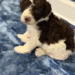 Girl 2 - Parti female Goldendoodle puppy in Ashford, Alabama from Blue Collar Kennel