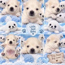 ASPEN KOREAN - White male Pomeranian puppy in Orlando, Florida from Denise’s Puppies