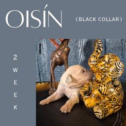 Oisín - Light golden male Golden Retriever puppy in El Campo, Texas from Starlight Goldens