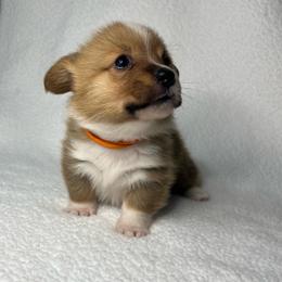 Remi - Red female Pembroke Welsh Corgi puppy in Ocala, Florida from Osborne Corgis