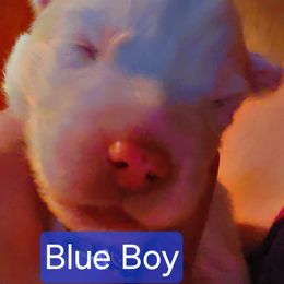 Jailbird - White male Siberian Husky puppy in Quincy, Illinois from Boden Breeding