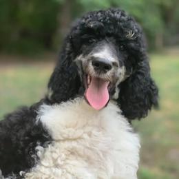 Poodles from Riveroaks