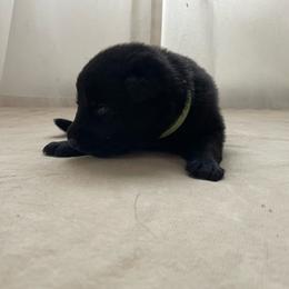 Green Boy - Black male German Shepherd puppy in Wayne, Maine from Copper Hill German Shepherds