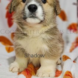 Shadow - Red male Pembroke Welsh Corgi puppy in Kiowa, Colorado from Cool Water Corgis LLC