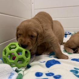 Boy 1 - male Golden Retriever puppy in Lodi, California from Firemark Retrievers