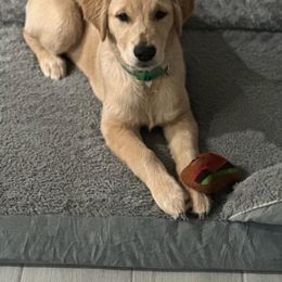 German Shepherd and Golden Retriever Puppies from Lace's High Flying German Shepherds And Golden Retrievers